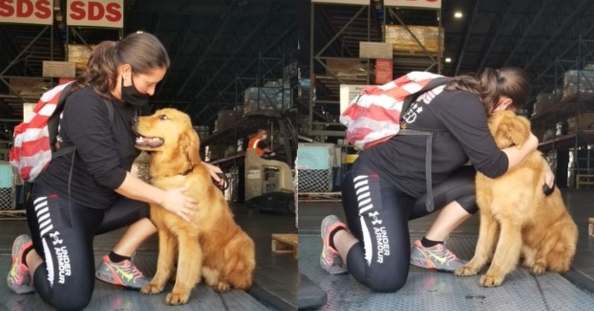 Rescatan A 20 Perros Golden Retriever De Ser Sacrificados Para Venta De Carne Tj Noticias