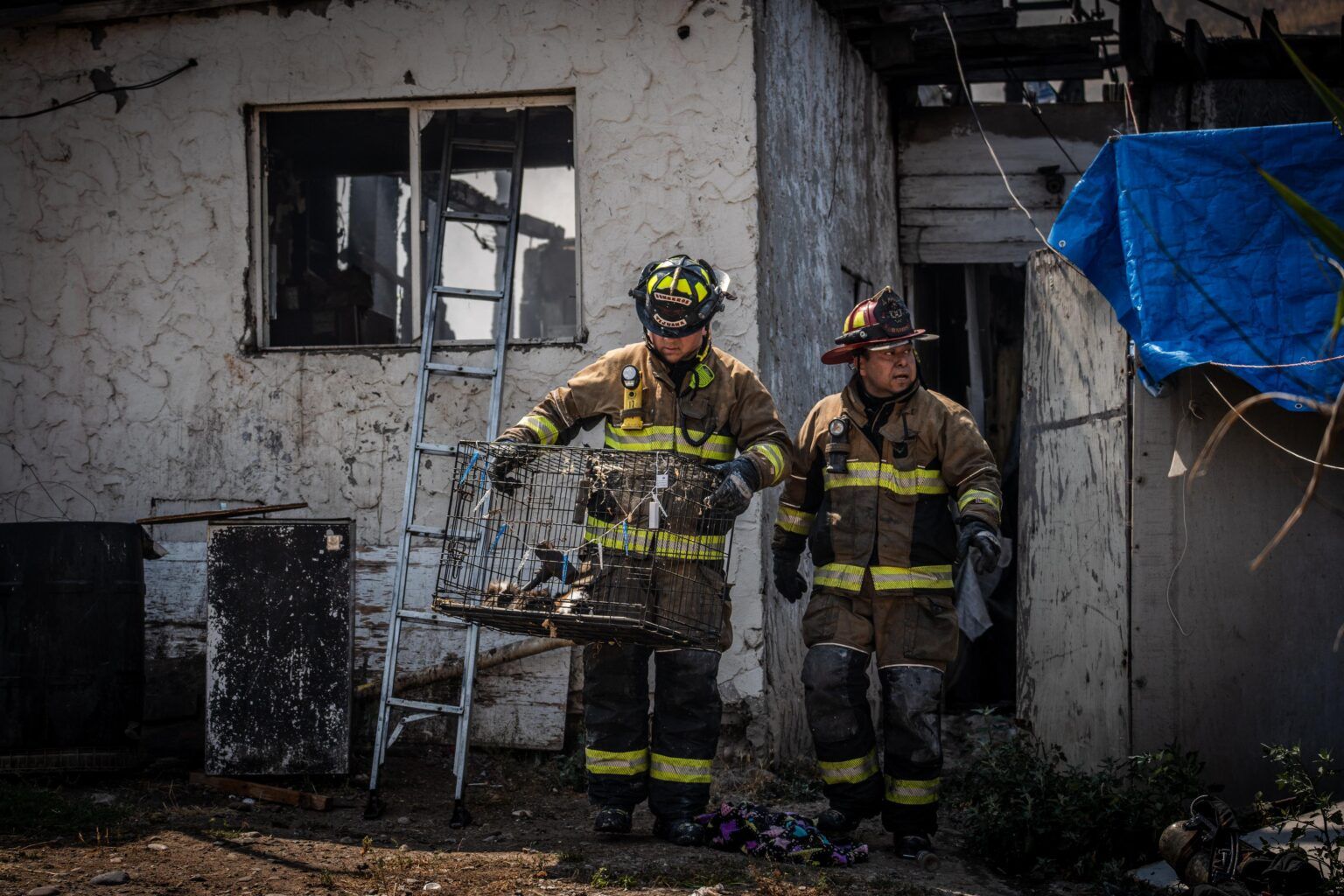 Bomberos rescatan a un par de cuyitos de un fuerte incendio en Las ...